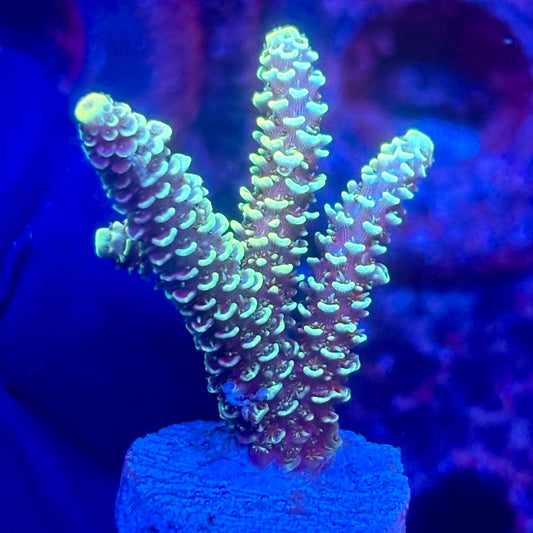 O3-I01-M10 || KFC Solomon Island Millepora SPS Frag WYSIWYG