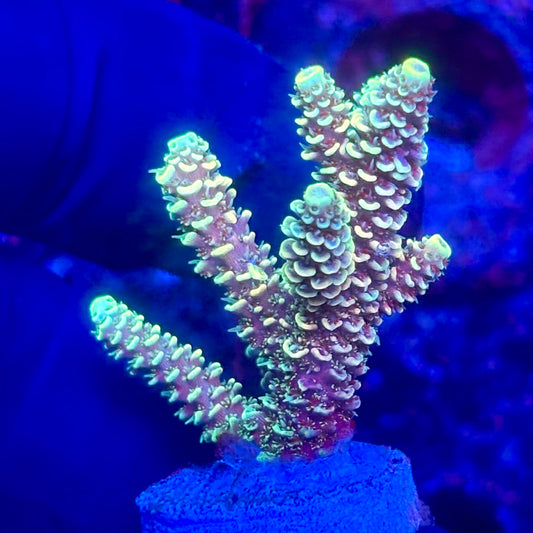 O3-I02-M10 || KFC Solomon Island Millepora SPS Frag WYSIWYG