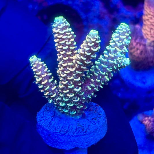 O3-I03-M10 || KFC Solomon Island Millepora SPS Frag WYSIWYG