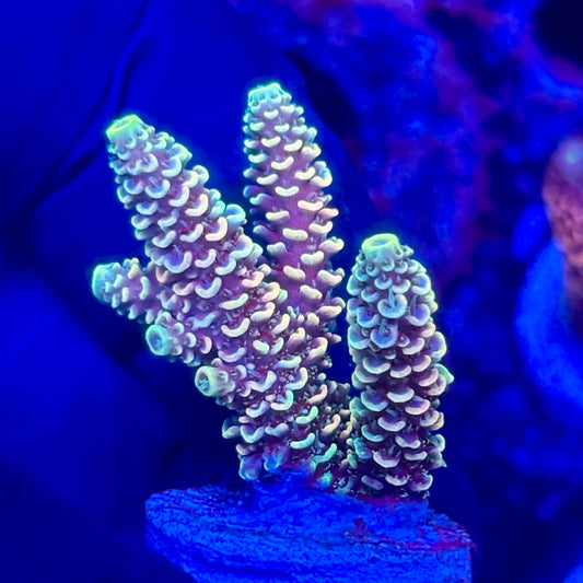 O3-I04-M10 || KFC Solomon Island Millepora SPS Frag WYSIWYG
