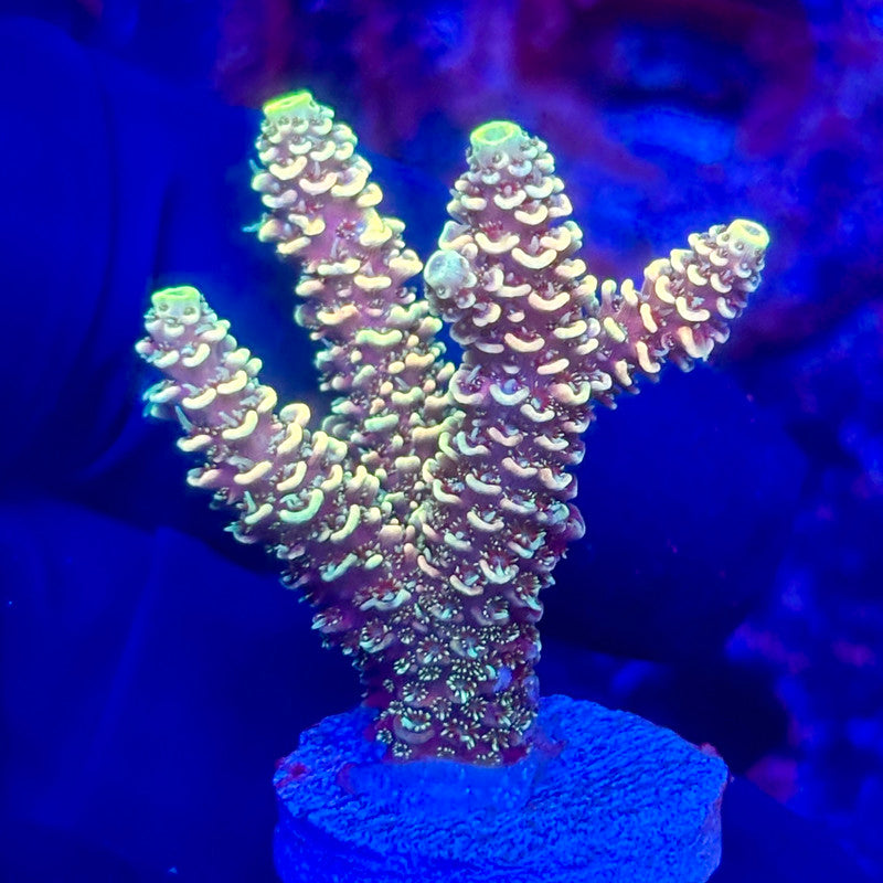 O3-I05-M10 || KFC Solomon Island Millepora SPS Frag WYSIWYG
