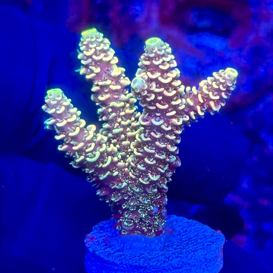 O3-I05-M10 || KFC Solomon Island Millepora SPS Frag WYSIWYG