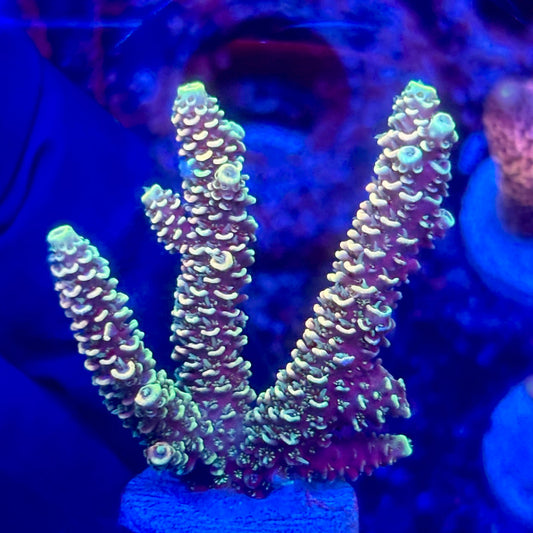 O3-I06-M10 || KFC Solomon Island Millepora SPS Frag WYSIWYG
