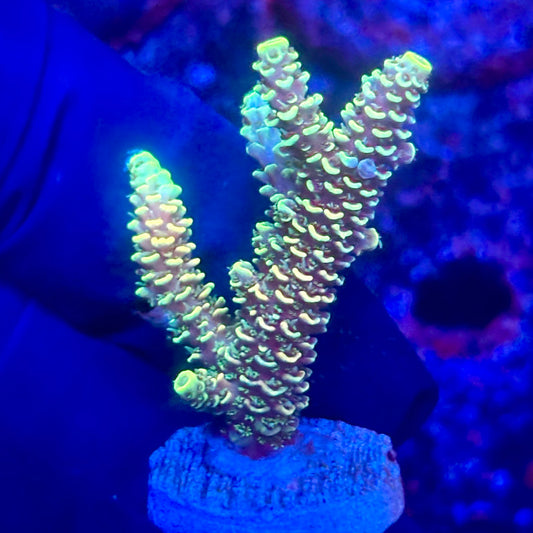 O3-I07-M10 || KFC Solomon Island Millepora SPS Frag WYSIWYG