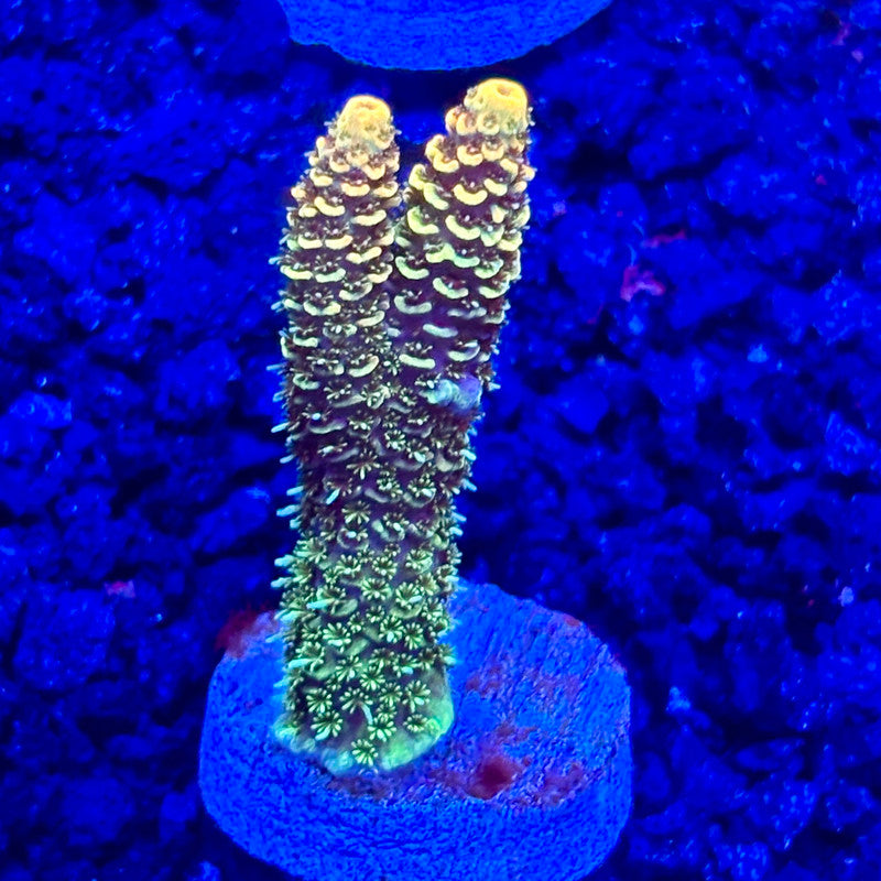 C4-A01-M10 || KFC Solomon Island Millepora SPS Frag WYSIWYG