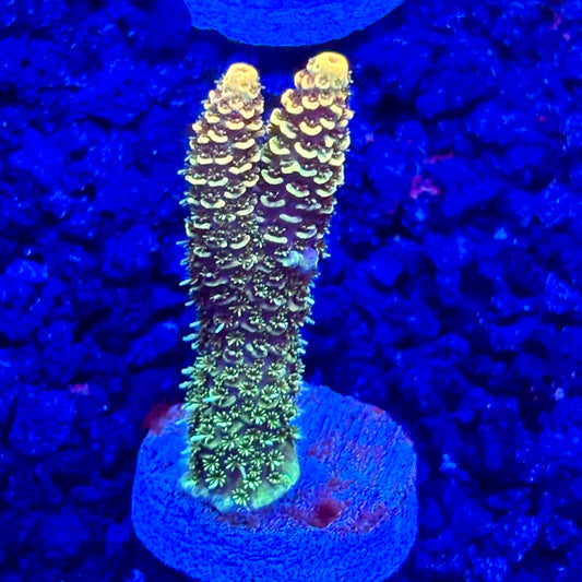 C4-A01-M10 || KFC Solomon Island Millepora SPS Frag WYSIWYG