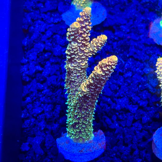 C4-A02-M10 || KFC Solomon Island Millepora SPS Frag WYSIWYG
