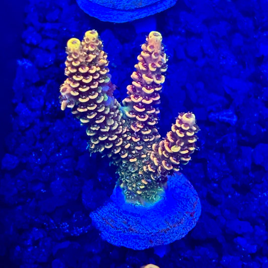 C4-A03-M10 || KFC Solomon Island Millepora SPS Frag WYSIWYG