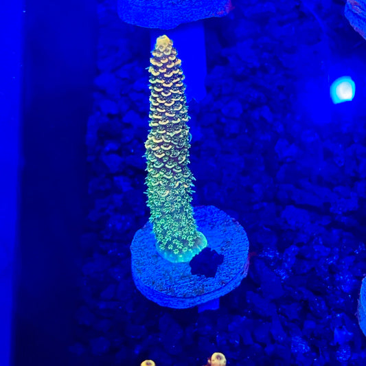 C4-A04-M10 || KFC Solomon Island Millepora SPS Frag WYSIWYG