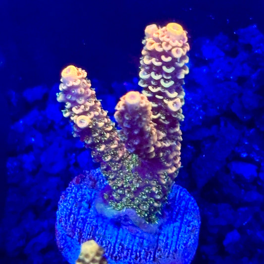 C4-A05-M10 || KFC Solomon Island Millepora SPS Frag WYSIWYG