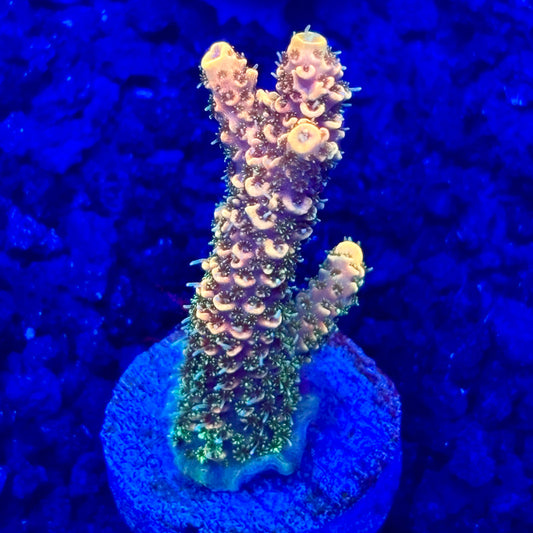 C4-A06-M10 || KFC Solomon Island Millepora SPS Frag WYSIWYG
