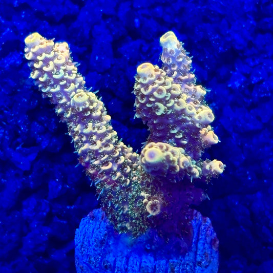 C4-A07-M10 || KFC Solomon Island Millepora SPS Frag WYSIWYG