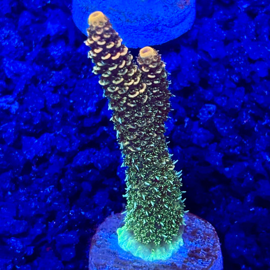 C4-B01-M10 || KFC Solomon Island Millepora SPS Frag WYSIWYG