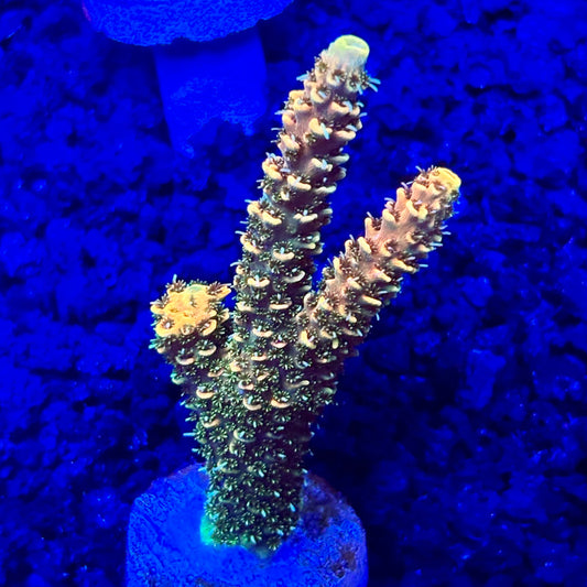 C4-B02-M10 || KFC Solomon Island Millepora SPS Frag WYSIWYG