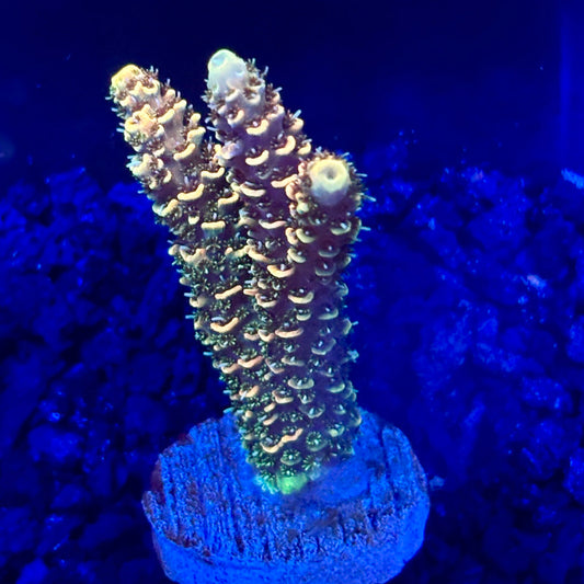 C4-B03-M10 || KFC Solomon Island Millepora SPS Frag WYSIWYG