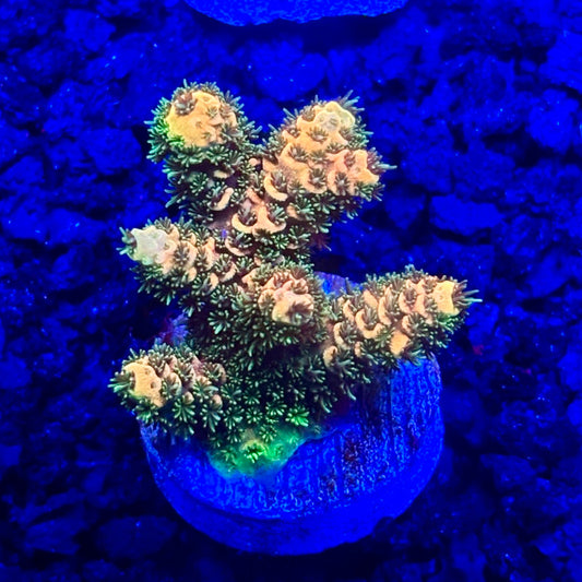 C4-B04-M10 || KFC Solomon Island Millepora SPS Frag WYSIWYG