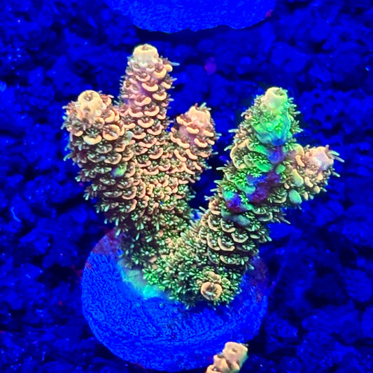 C4-B06-M10 || KFC Solomon Island Millepora SPS Frag WYSIWYG