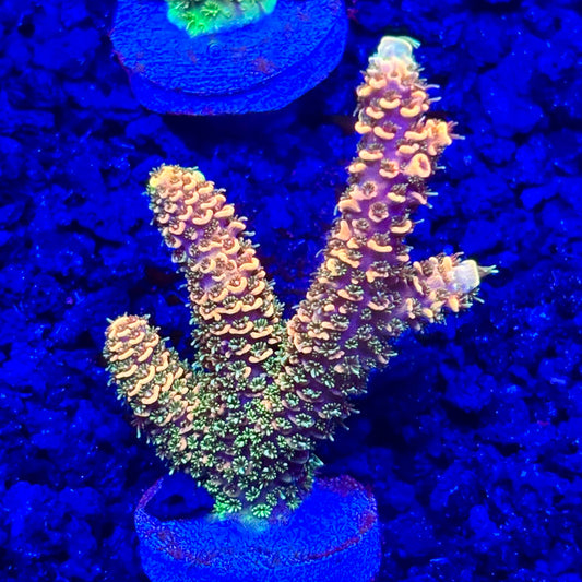 C4-B07-M10 || KFC Solomon Island Millepora SPS Frag WYSIWYG