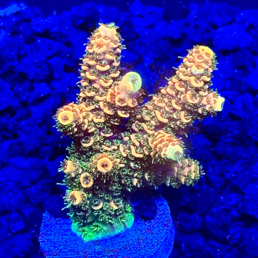 C4-C01-M10 || KFC Solomon Island Millepora SPS Frag WYSIWYG
