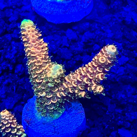 C4-C03-M10 || KFC Solomon Island Millepora SPS Frag WYSIWYG