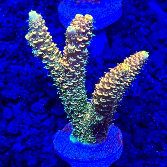 C4-C04-M10 || KFC Solomon Island Millepora SPS Frag WYSIWYG