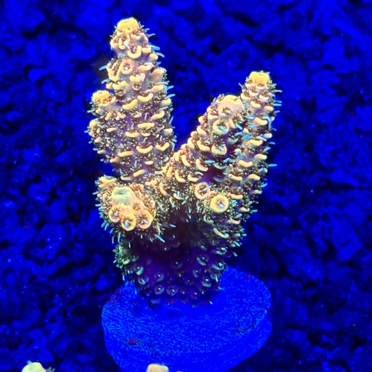 C4-C05-M10 || KFC Solomon Island Millepora SPS Frag WYSIWYG
