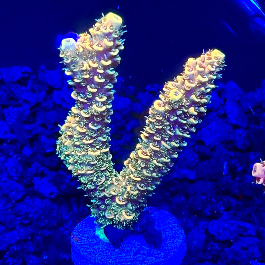 C4-C06-M10 || KFC Solomon Island Millepora SPS Frag WYSIWYG