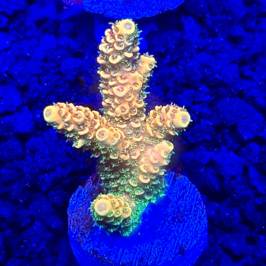 C4-C07-M10 || KFC Solomon Island Millepora SPS Frag WYSIWYG