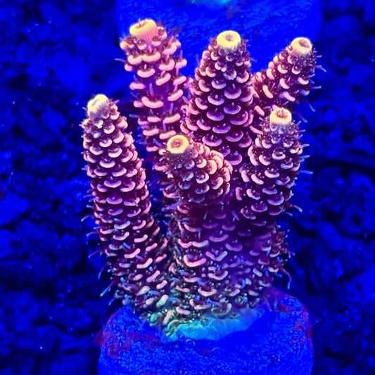 C4-D01-M10 || KFC Solomon Island Millepora SPS Frag WYSIWYG