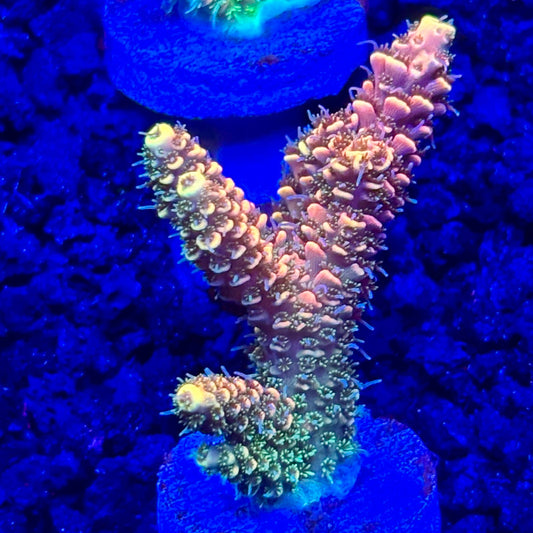 C4-D02-M10 || KFC Solomon Island Millepora SPS Frag WYSIWYG
