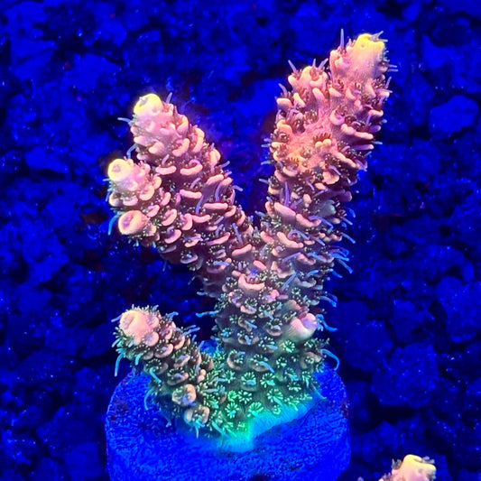 C4-D03-M10 || KFC Solomon Island Millepora SPS Frag WYSIWYG