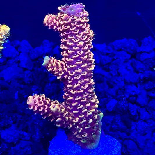 C4-D04-M10 || KFC Solomon Island Millepora SPS Frag WYSIWYG