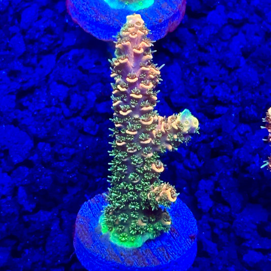 C4-D05-M10 || KFC Solomon Island Millepora SPS Frag WYSIWYG