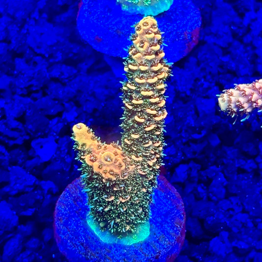 C4-D06-M10 || KFC Solomon Island Millepora SPS Frag WYSIWYG