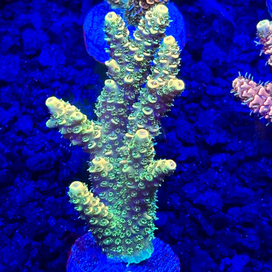 C4-D07-M10 || KFC Solomon Island Millepora SPS Frag WYSIWYG