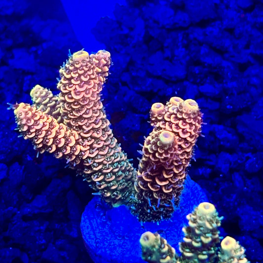 C4-E01-M10 || KFC Solomon Island Millepora SPS Frag WYSIWYG