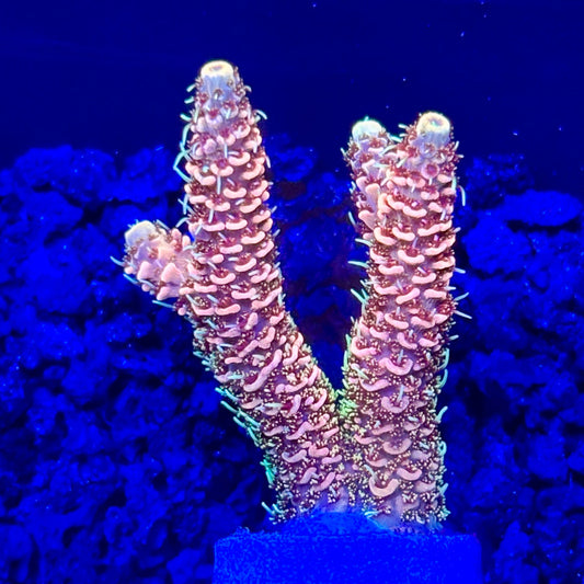 C4-E02-M10 || KFC Solomon Island Millepora SPS Frag WYSIWYG