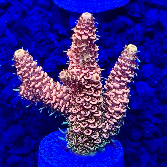 C4-E03-M10 || KFC Solomon Island Millepora SPS Frag WYSIWYG
