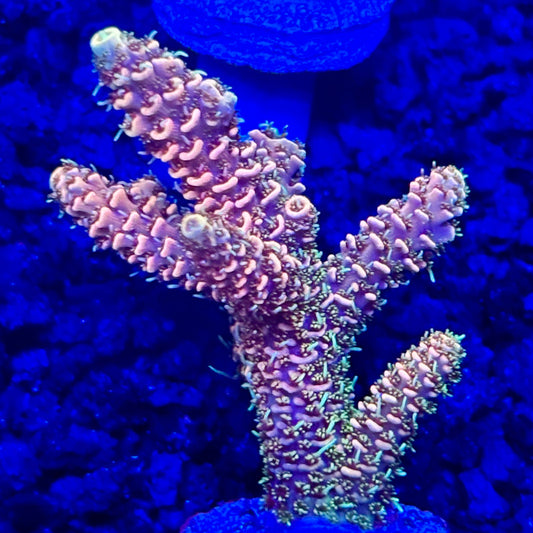 C4-E05-M10 || KFC Solomon Island Millepora SPS Frag WYSIWYG