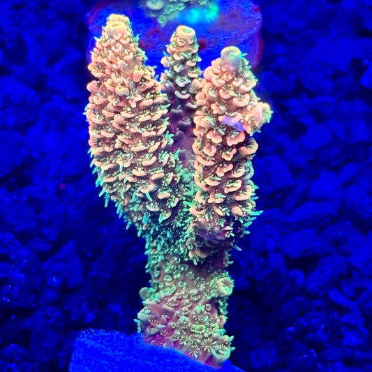 C4-E06-M10 || KFC Solomon Island Millepora SPS Frag WYSIWYG