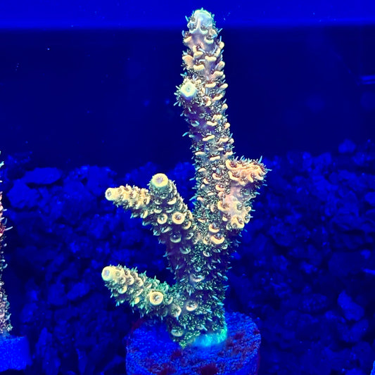C4-E07-M10 || KFC Solomon Island Millepora SPS Frag WYSIWYG