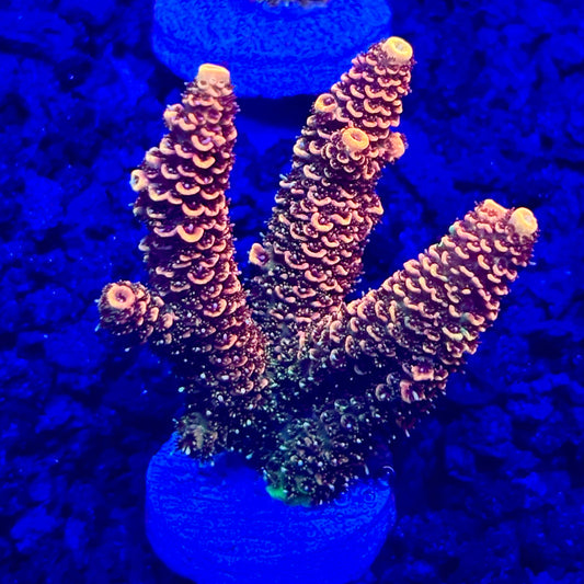 C4-F01-M10 || KFC Solomon Island Millepora SPS Frag WYSIWYG
