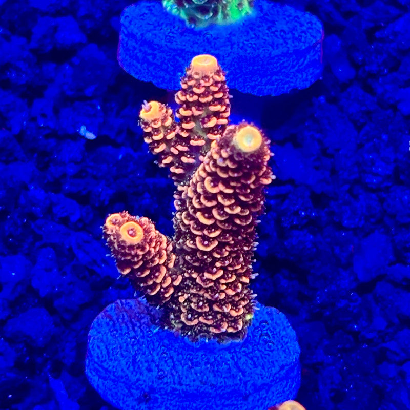 C4-F02-M10 || KFC Solomon Island Millepora SPS Frag WYSIWYG