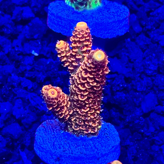 C4-F02-M10 || KFC Solomon Island Millepora SPS Frag WYSIWYG