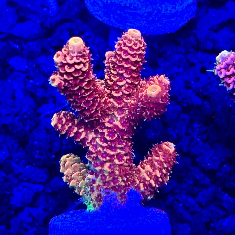 C4-F03-M10 || KFC Solomon Island Millepora SPS Frag WYSIWYG