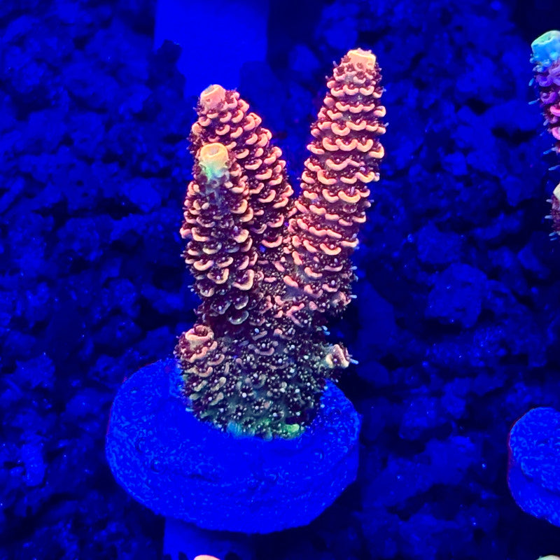 C4-F04-M10 || KFC Solomon Island Millepora SPS Frag WYSIWYG