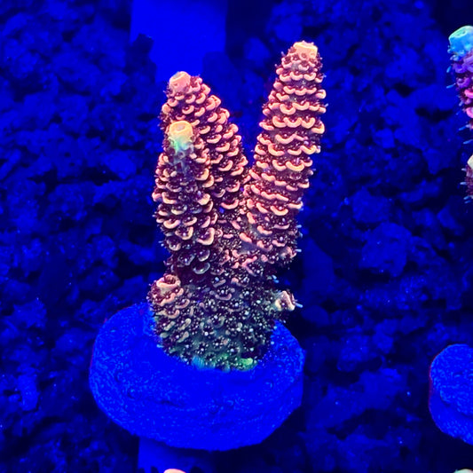 C4-F04-M10 || KFC Solomon Island Millepora SPS Frag WYSIWYG