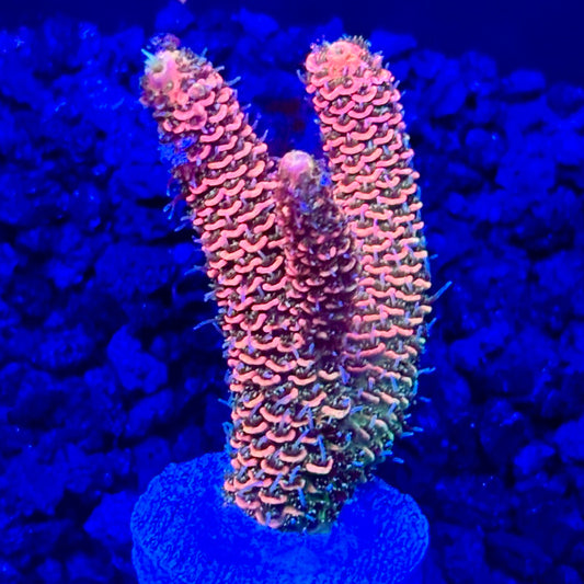 C4-F05-M10 || KFC Solomon Island Millepora SPS Frag WYSIWYG