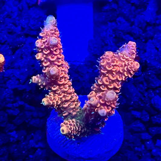 C4-F06-M10 || KFC Solomon Island Millepora SPS Frag WYSIWYG
