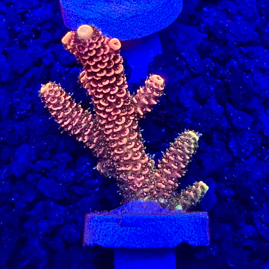 C4-F07-M10 || KFC Solomon Island Millepora SPS Frag WYSIWYG